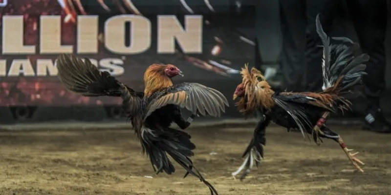 Lưu ý dành cho các thành viên mới tham gia cá cược đá gà C3