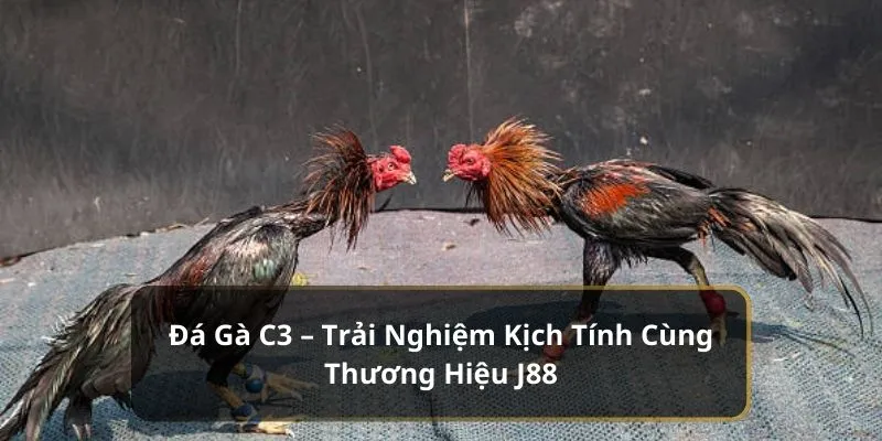 đá gà c3